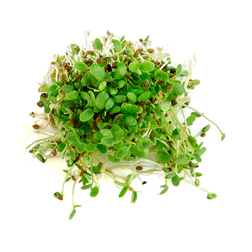 Dijon Mustard Micro Greens